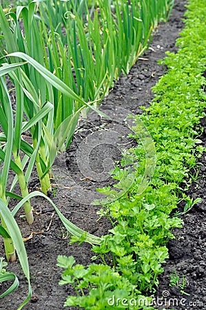 Organically cultivated garlic and parsley Stock Photo