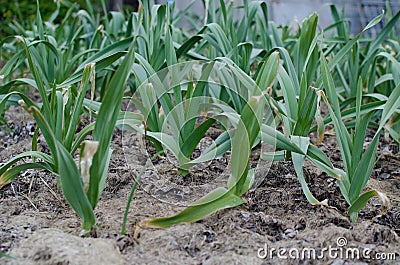 Organically cultivated garlic plantation in the vegetable garden Stock Photo