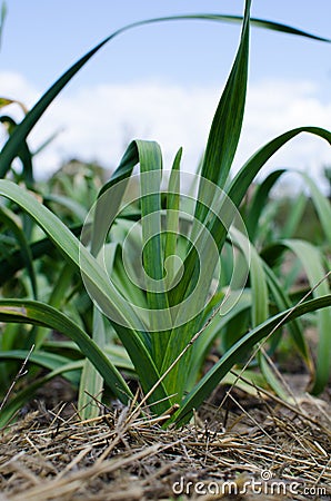 Organically cultivated garlic plantation in the vegetable garden Stock Photo