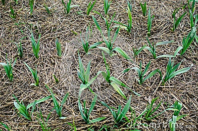 Organically cultivated garlic plantation in the vegetable garden Stock Photo