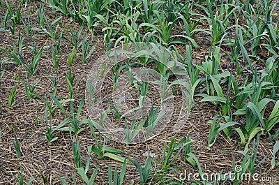 Organically cultivated garlic plantation in the vegetable garden Stock Photo