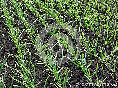 Organically cultivated growing garlic plantation Stock Photo