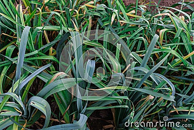 Organically cultivated leek plantation in the vegetable garden Stock Photo