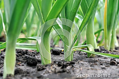 Organically cultivated leek plantation Stock Photo