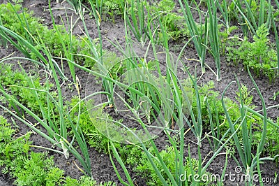 Organically cultivated onion and carrot Stock Photo