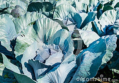 Organically cultivated red cabbages from close Stock Photo