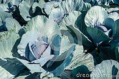 Organically cultivated red cabbages from close Stock Photo