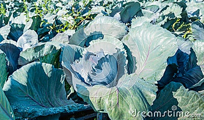 Organically cultivated red cabbages from close Stock Photo