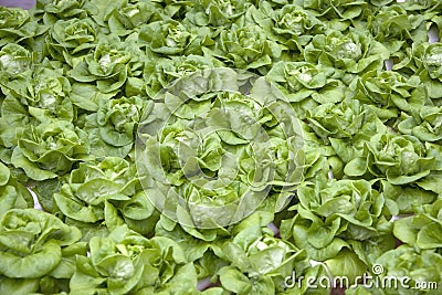 Organically Farmed Butterhead Lettuce Stock Photo