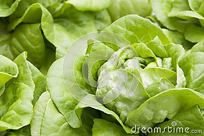 Organically Farmed Butterhead Lettuce Stock Photo