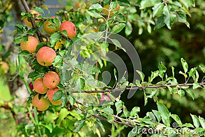 Organically grown apples Stock Photo