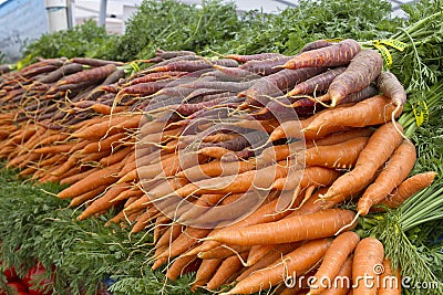 Organically Grown Carrots Stock Photo