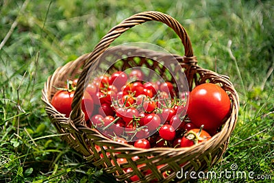 Organically grown freshly picked red tomatoes in the wooden basket. Stock Photo