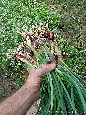 Organically grown onions Stock Photo