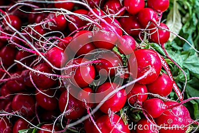 Organically grown radish Stock Photo