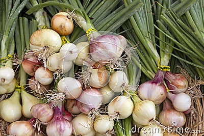 Organically Grown Spring Onions Bulbs Stock Photo