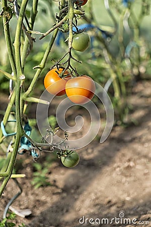 Organically grown tomatoes Stock Photo