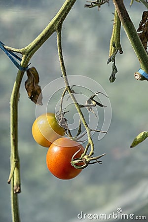 Organically grown tomatoes Stock Photo