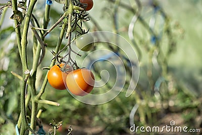 Organically grown tomatoes Stock Photo