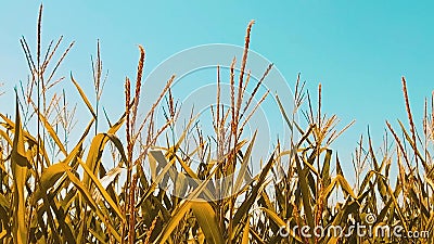 Organisk torr mogen havre för havrefält jordbruket naturprodukter för jordbruk för plockning för begreppslivsstilhavre lager videofilmer Organisk torr mogen havre för havrefält jordbruket naturprodukter för jordbruk för plockning för begreppslivsstilhavre lager videofilmer