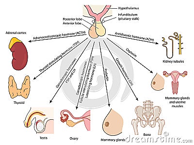 Organs affected by pituitary hormones Vector Illustration