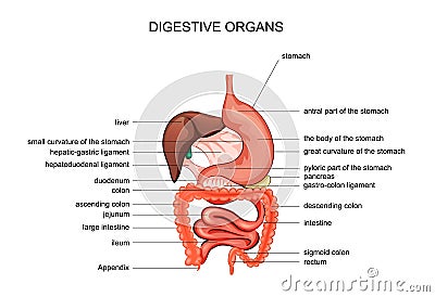 The organs of digestion. anatomy Vector Illustration