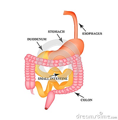 Organs of the gastrointestinal tract. Esophagus, stomach, duodenum, small intestine, colon. Digestion. Infographics Vector Illustration