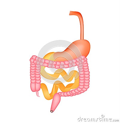 Organs of the gastrointestinal tract. Esophagus, stomach, duodenum, small intestine, colon. Digestion. Infographics. Vector Vector Illustration