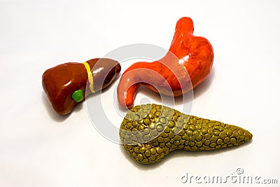 Organs of gastrointestinal tract: stomach, liver, gallbladder and pancreas. Concept photo of anatomical structure of the upper par Stock Photo