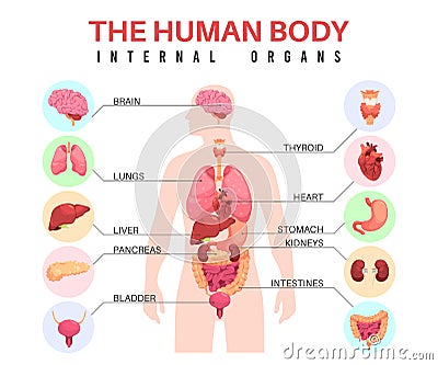 Organs in human body. Anatomical man silhouette, internal organs, educational infographics, medical biological poster Vector Illustration