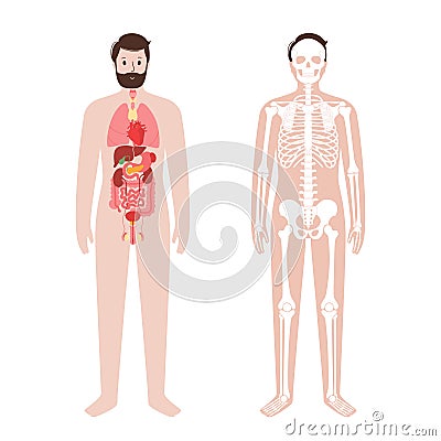 Organs and skeleton Vector Illustration