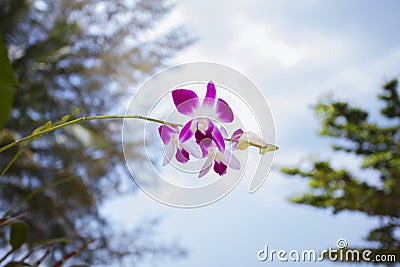 Orhid flowers on tropical backgraund, blue sky bokeh Stock Photo