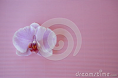 Orhid on pink background Stock Photo