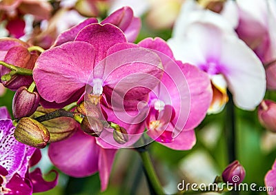 Orhid pink flowers in florist shop Stock Photo