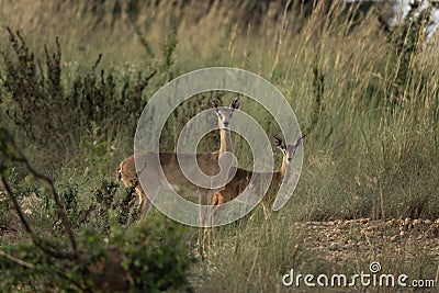 Oribi, ourebia ourebi, Murchison Falls, uganda Stock Photo