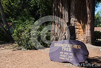 The Grandfather Tree in Redwood National Park, is a tall, old growth tree located in Northern Stock Photo