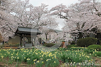 An oriental arbor under beautiful sakura blossoms and lovely daffodil flowers blooming in the garden Stock Photo