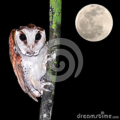 Oriental bay owl Stock Photo