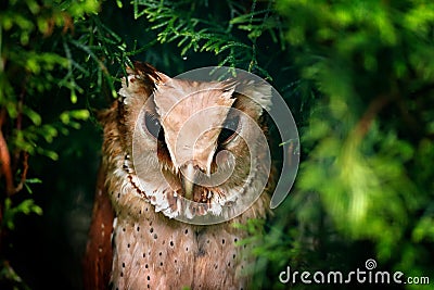 Oriental Bay-owl, Phodilus badius, little owl in the nature habitat, sitting on the green spruce tree branch, forest in the backgr Stock Photo