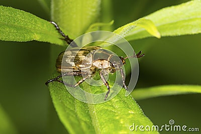 Oriental beetle with pronged antennae on a leaf in Connecticut. Stock Photo