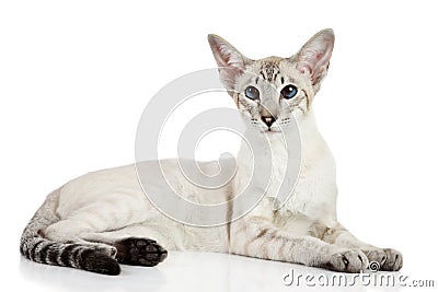 Oriental blue-point cat Stock Photo