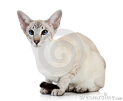 Oriental blue-point cat Stock Photo