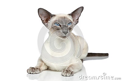 Oriental Blue-point siamese cat Stock Photo