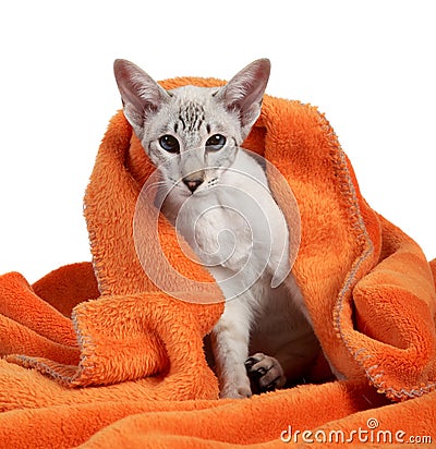 Oriental Blue-point siamese cat Stock Photo