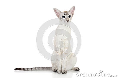 Oriental Blue point siamese cat Stock Photo