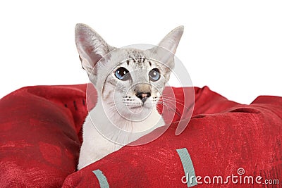 Oriental Blue point siamese cat Stock Photo