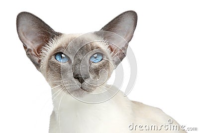 Oriental Blue-point siamese cat. Close-up portrait Stock Photo