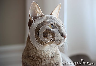 Oriental cat Stock Photo