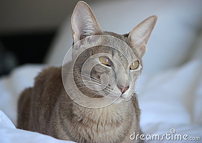 Oriental cat Stock Photo