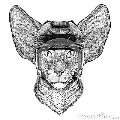 Oriental cat with big ears Hockey image Wild animal wearing hockey helmet Sport animal Winter sport Hockey sport Stock Photo